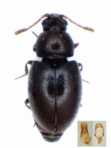 Atomaria sp.